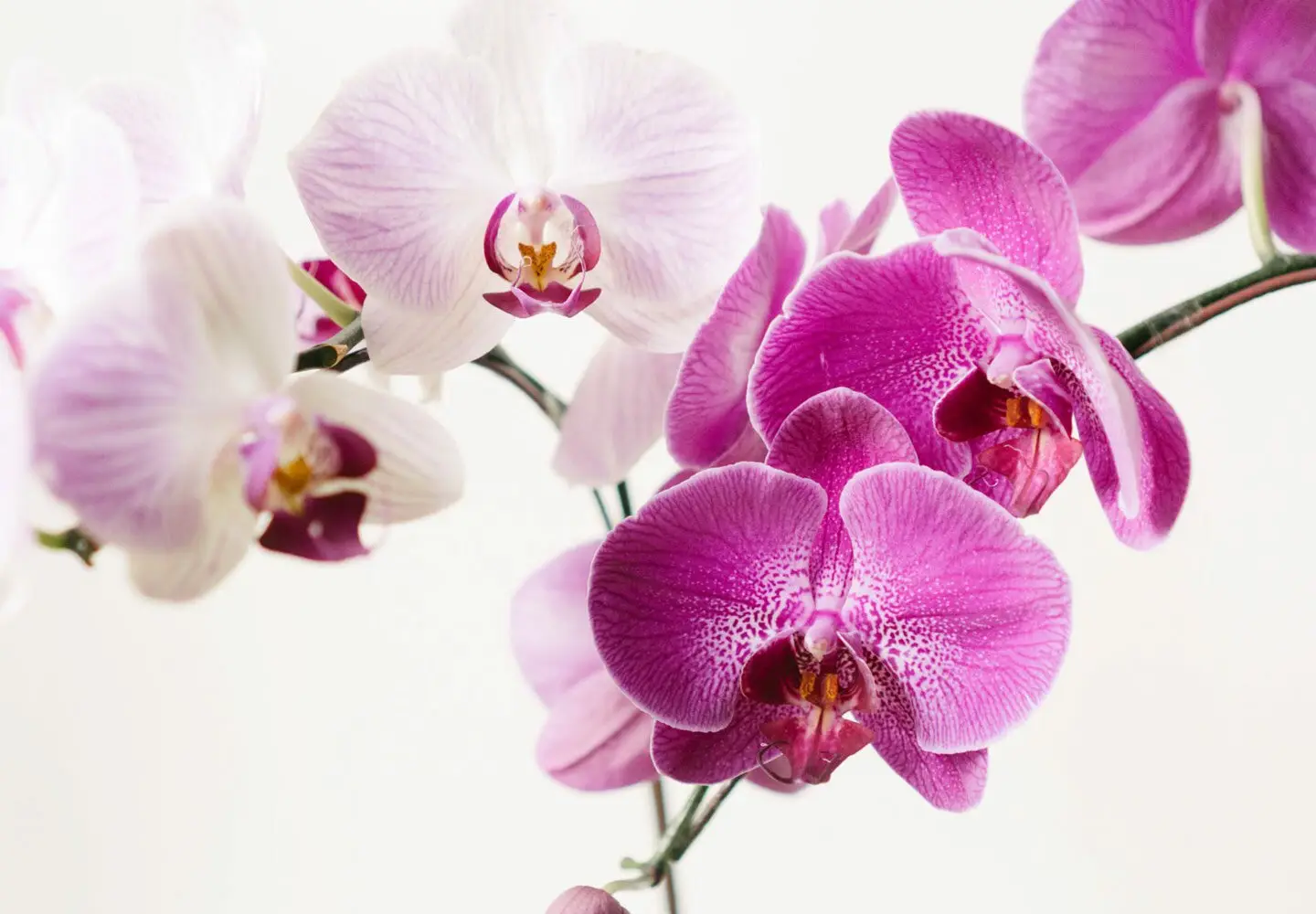 Come far fiorire le orchidee tutto l’anno: ecco il segreto degli esperti Immagine selezionata