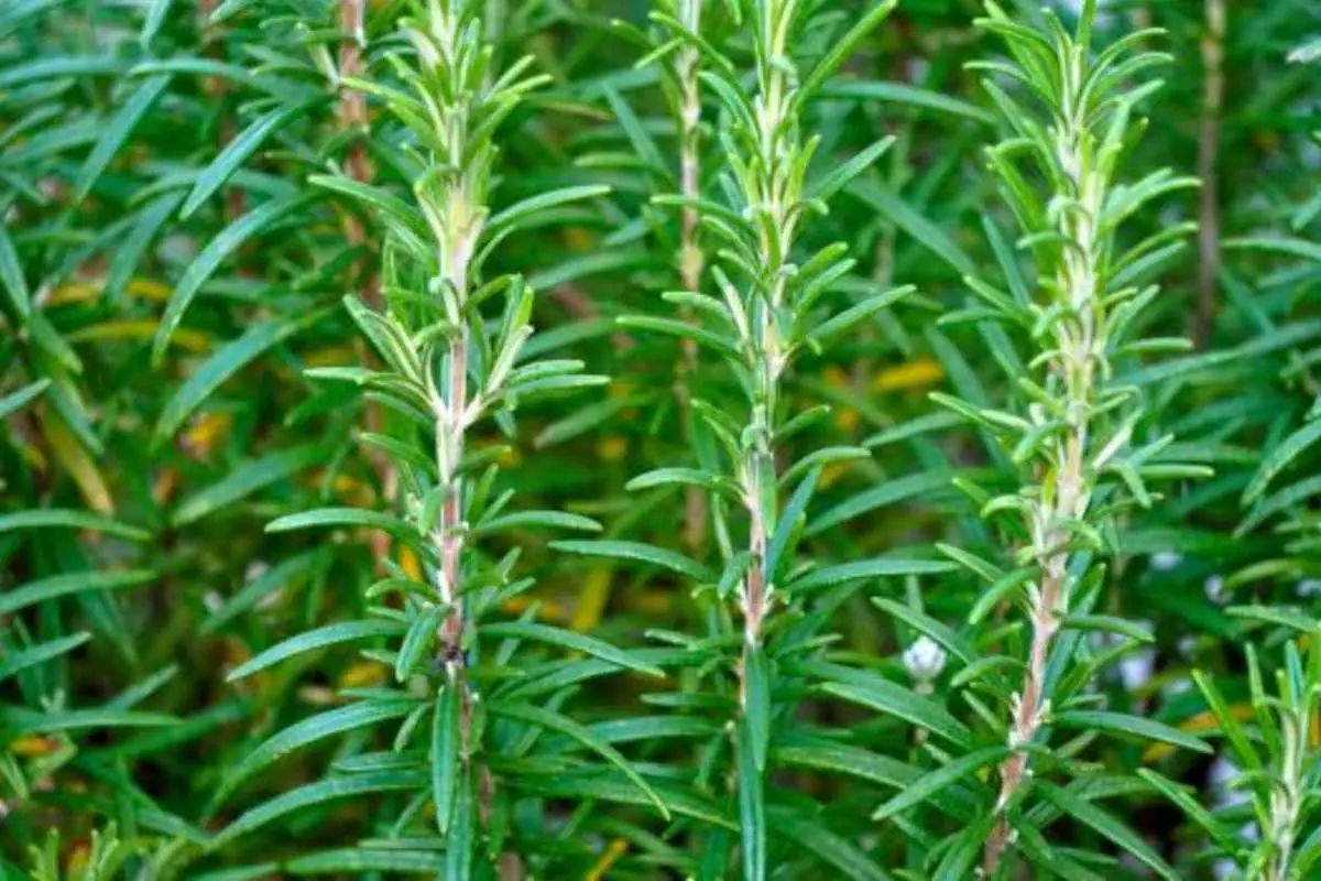 Rosmarino che fatica a crescere! Scopri gli errori comuni e come risolverli rapidamente