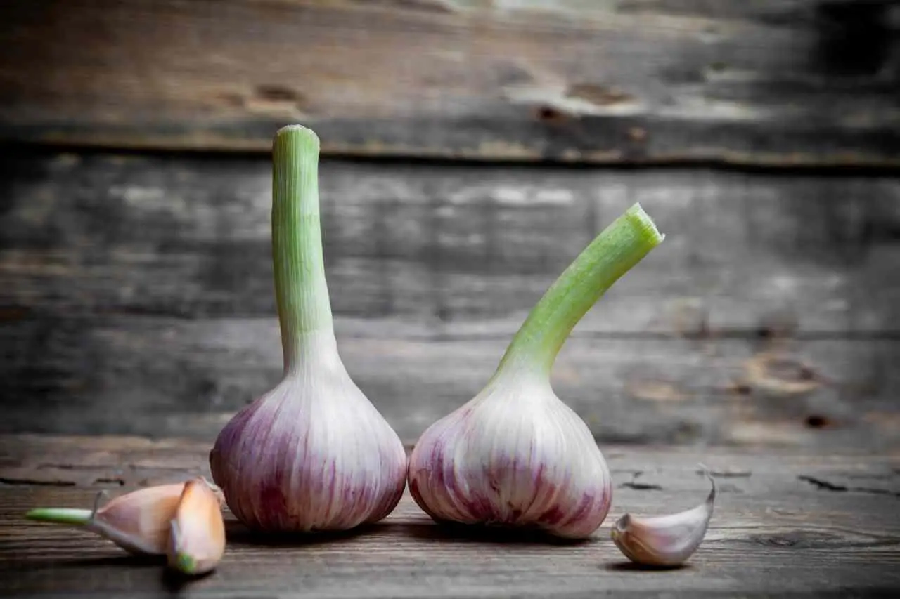 Aglio alleato naturale contro i parassiti delle piante Immagine selezionata