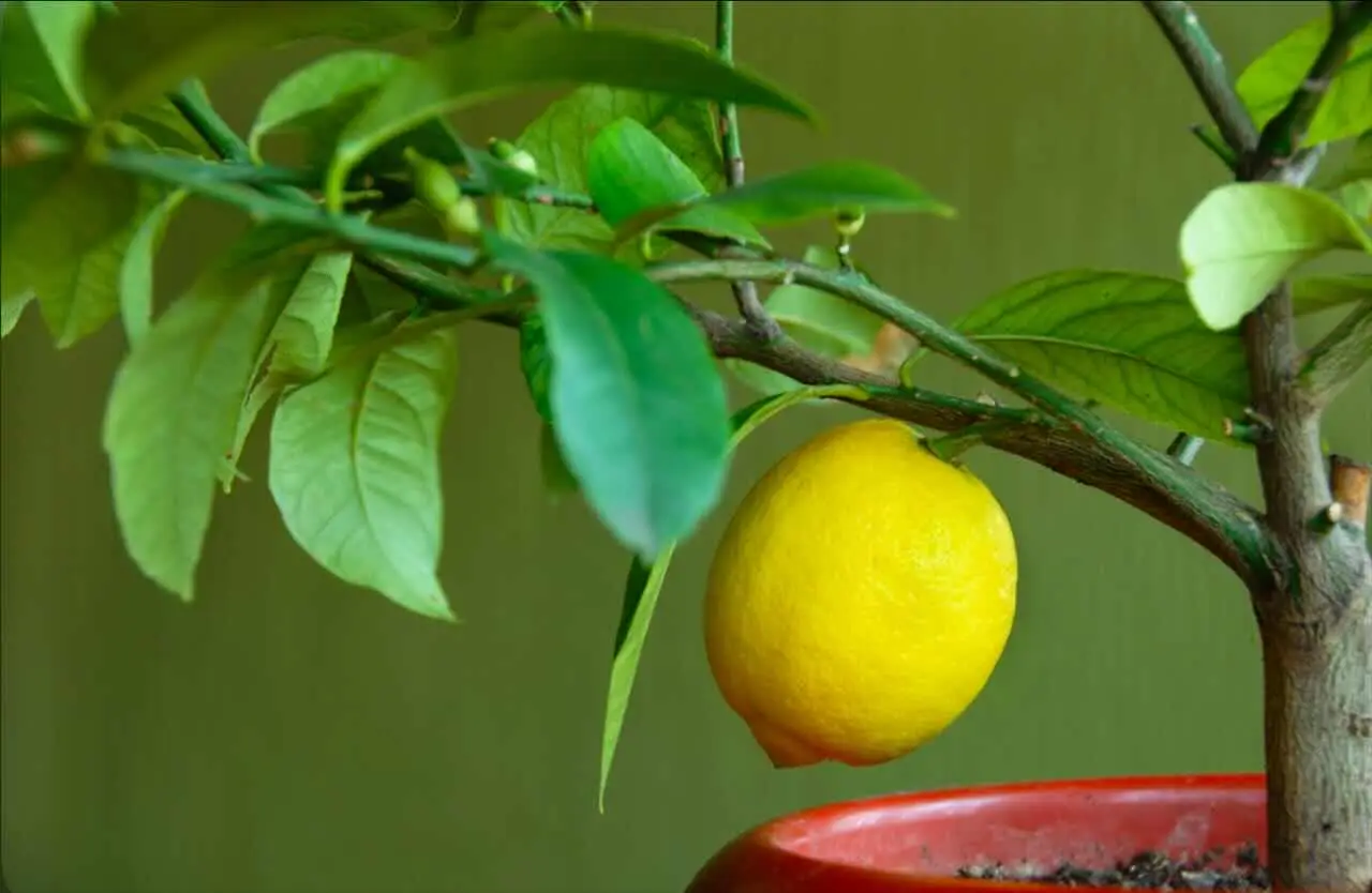 Come far fruttificare il limone in vaso il metodo consigliato dagli agronomi