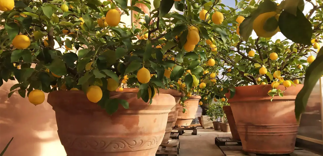 Come far fruttificare il limone in vaso il metodo consigliato dagli agronomi Immagine selezionata