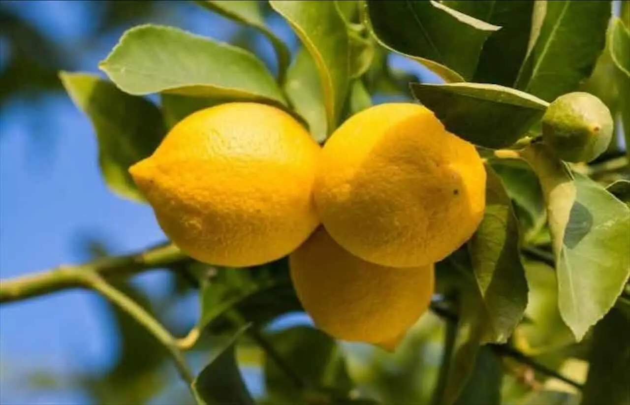 Come far fruttificare il limone in vaso il metodo consigliato dagli agronomi Immagine selezionata