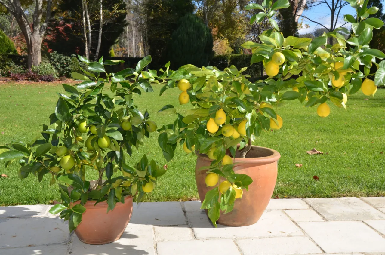 Come far fruttificare il limone in vaso il metodo consigliato dagli agronomi Immagine selezionata