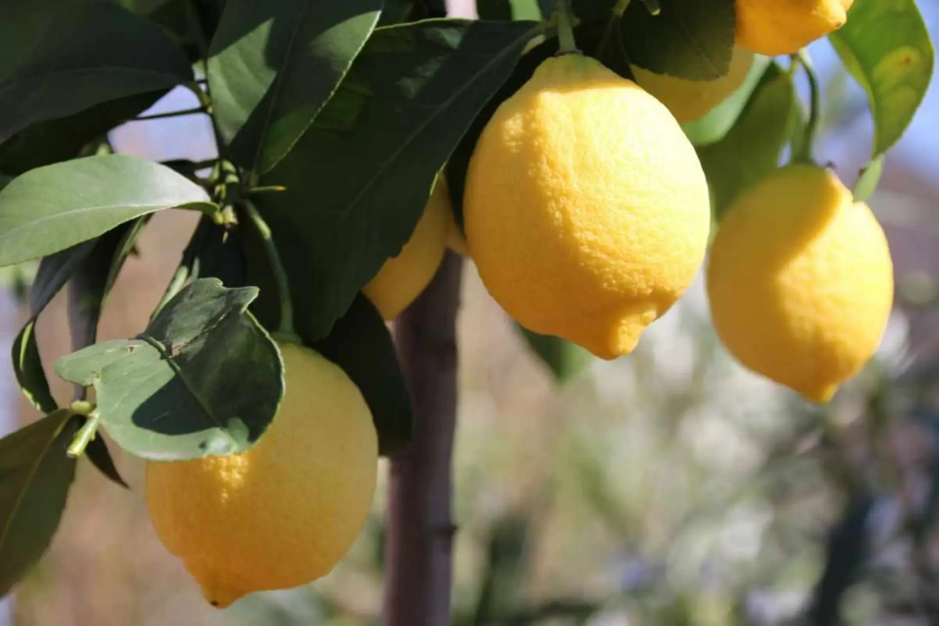 Come far fruttificare il limone in vaso il metodo consigliato dagli agronomi Immagine selezionata
