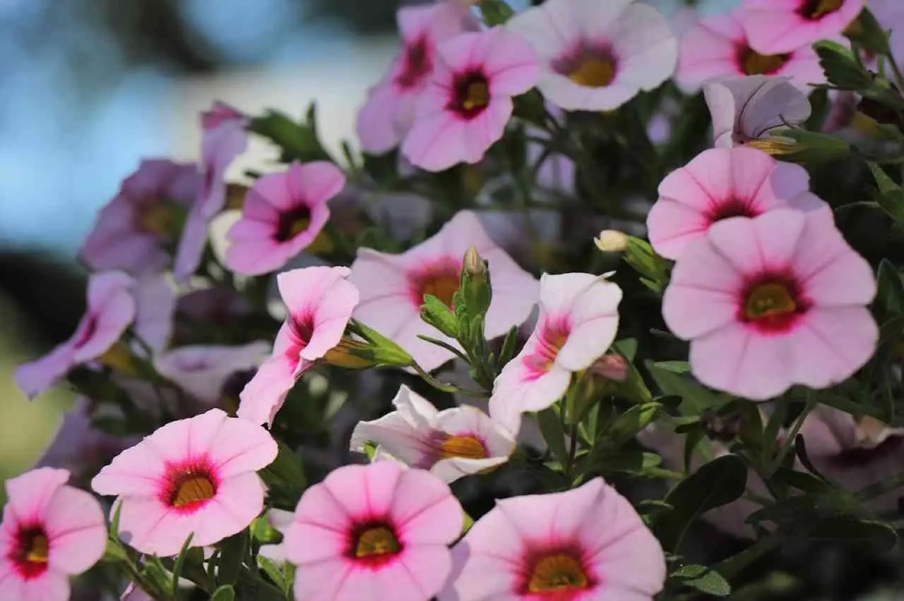 Pianta questa varietà: cresce da sola e regala fiori tutto l’estate Immagine selezionata