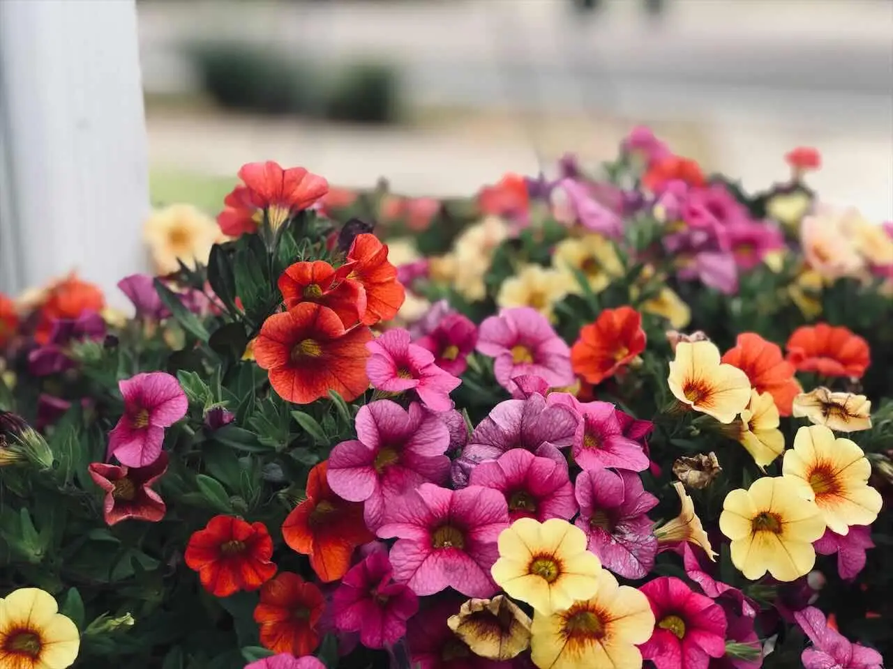 Pianta questa varietà: cresce da sola e regala fiori tutto l’estate Immagine selezionata