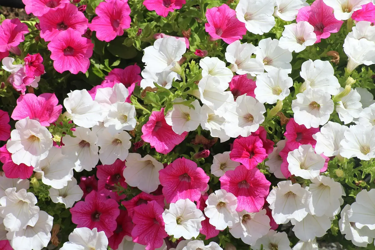 Pianta questa varietà: cresce da sola e regala fiori tutto l’estate Immagine selezionata