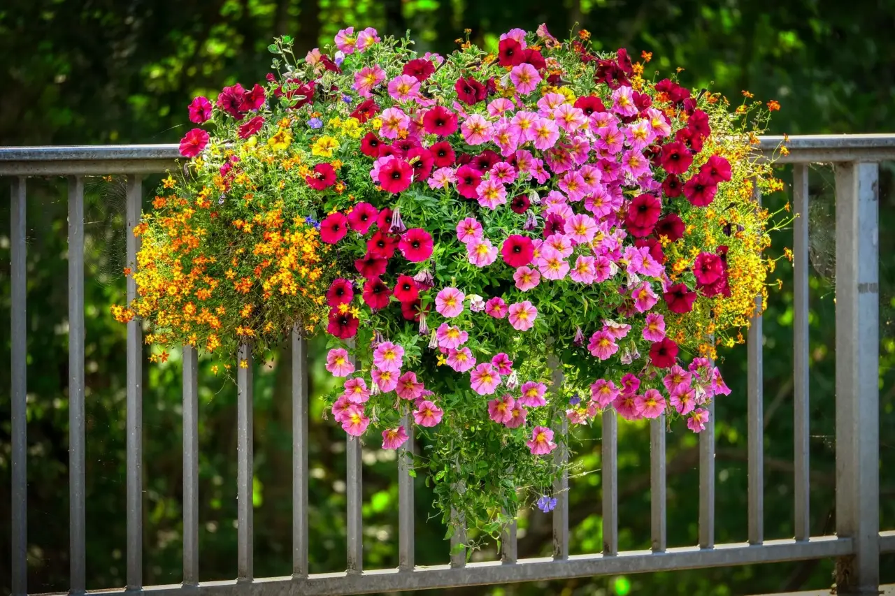 Pianta questa varietà: cresce da sola e regala fiori tutto l’estate Immagine selezionata
