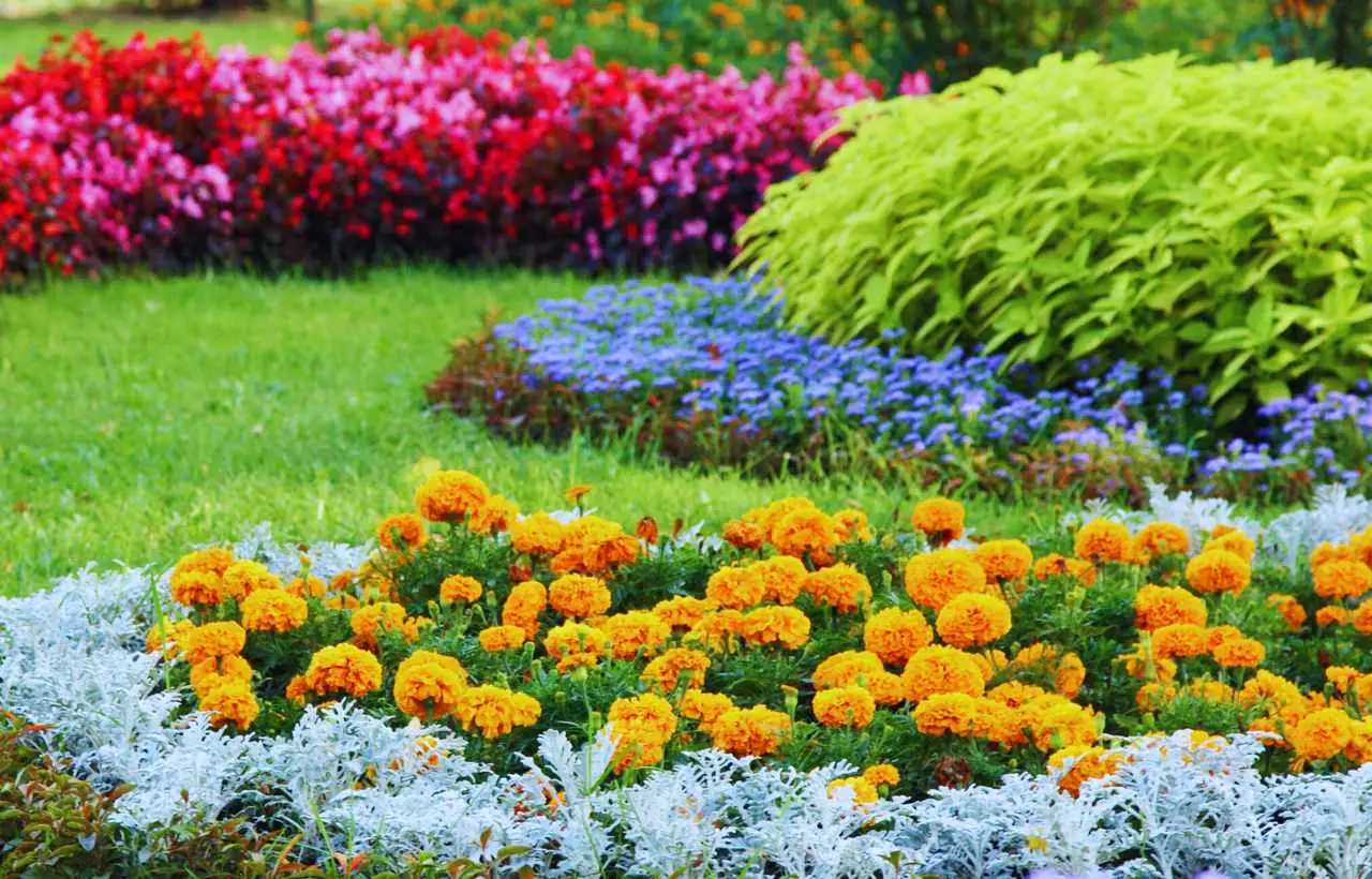 Guida alla creazione di un giardino mediterraneo: le specie vegetali consigliate Immagine selezionata