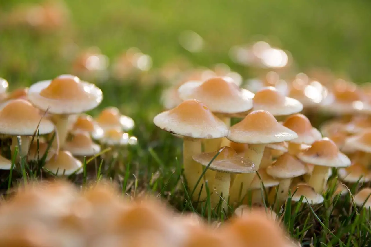 Attenzione a questi funghi nel prato: questo il segno di malattia Attenzione a questi funghi nel prato: questo il segno di malattia