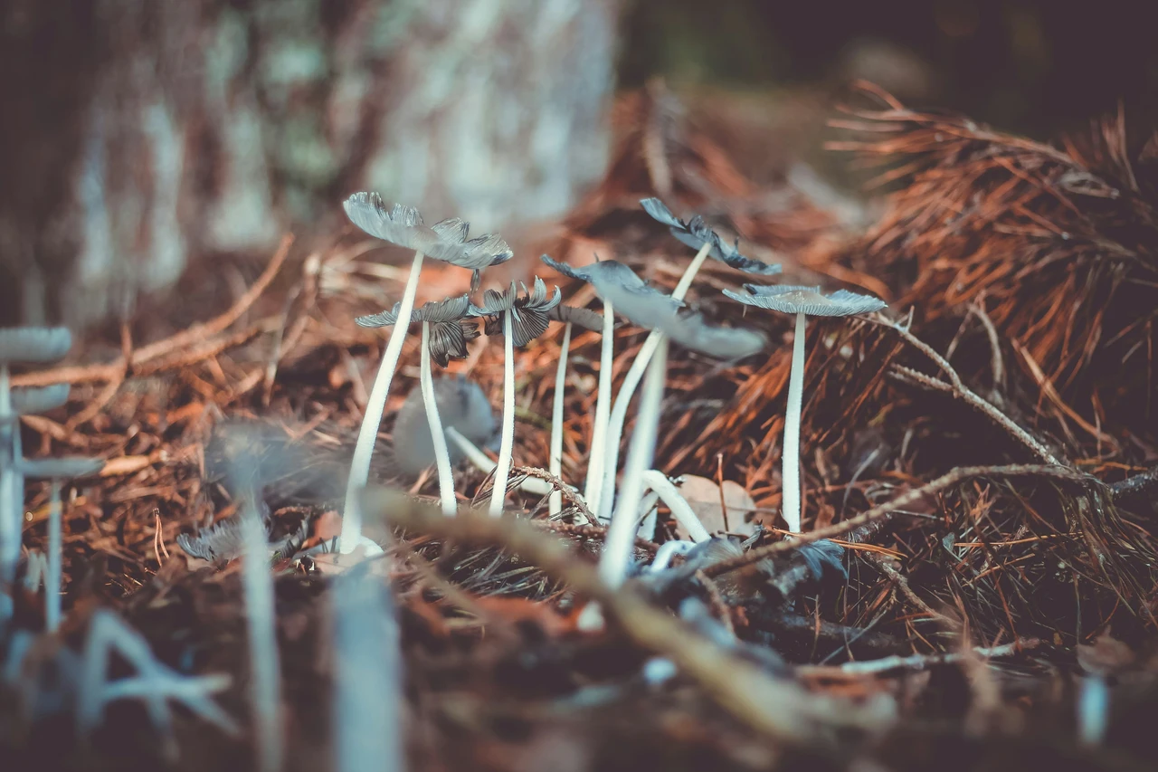 Attenzione a questi funghi nel prato: questo il segno di malattia Immagine selezionata