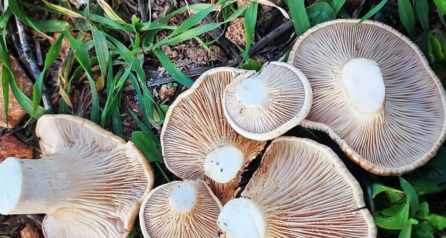 Attenzione a questi funghi nel prato: questo il segno di malattia Immagine selezionata