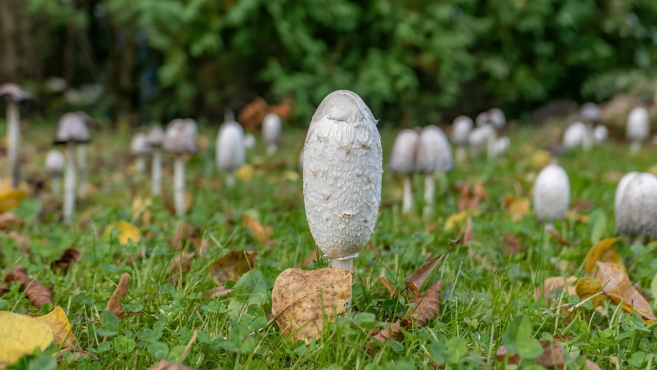 Attenzione a questi funghi nel prato: questo il segno di malattia Immagine selezionata