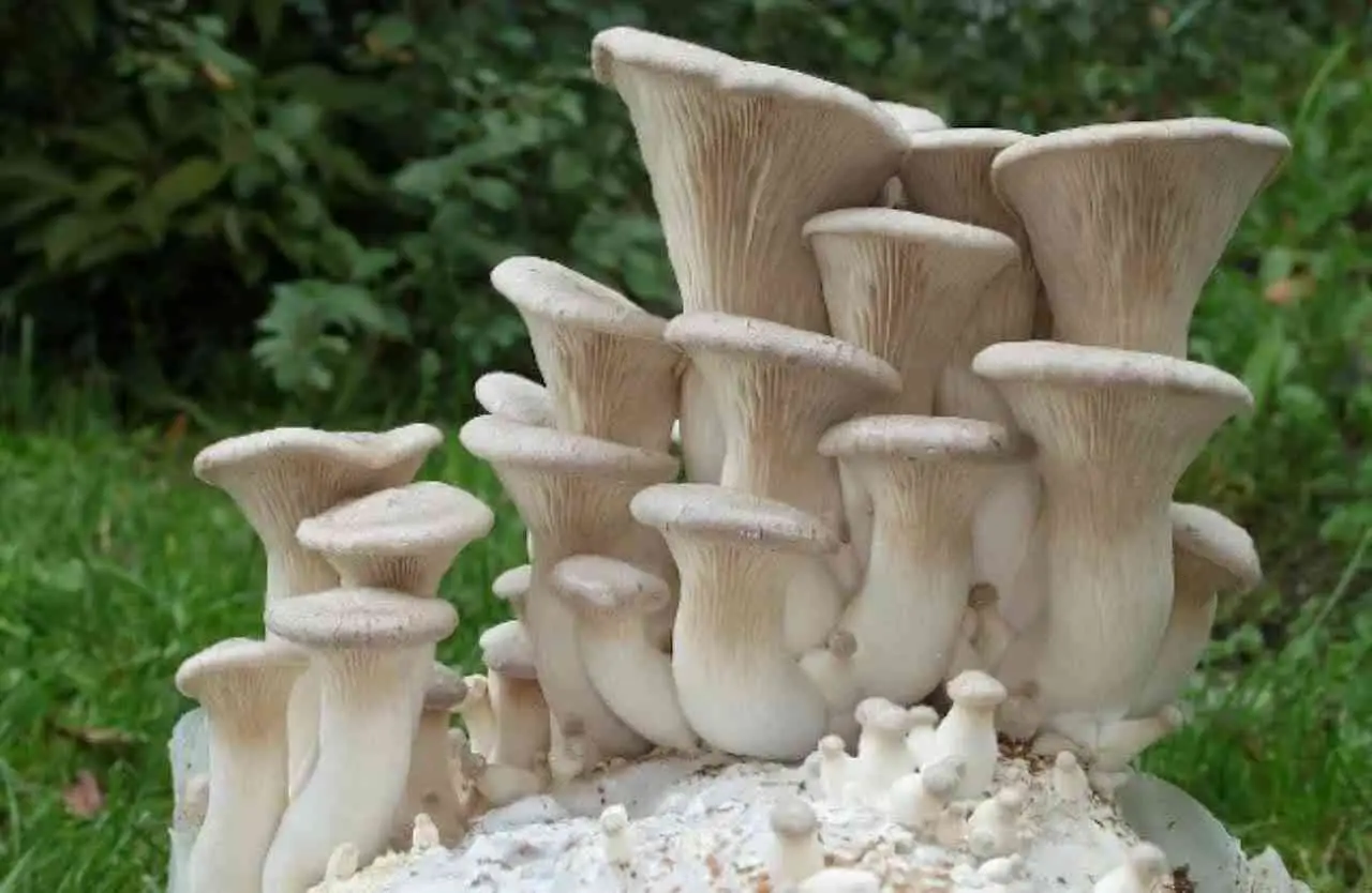Attenzione a questi funghi nel prato: questo il segno di malattia Immagine selezionata