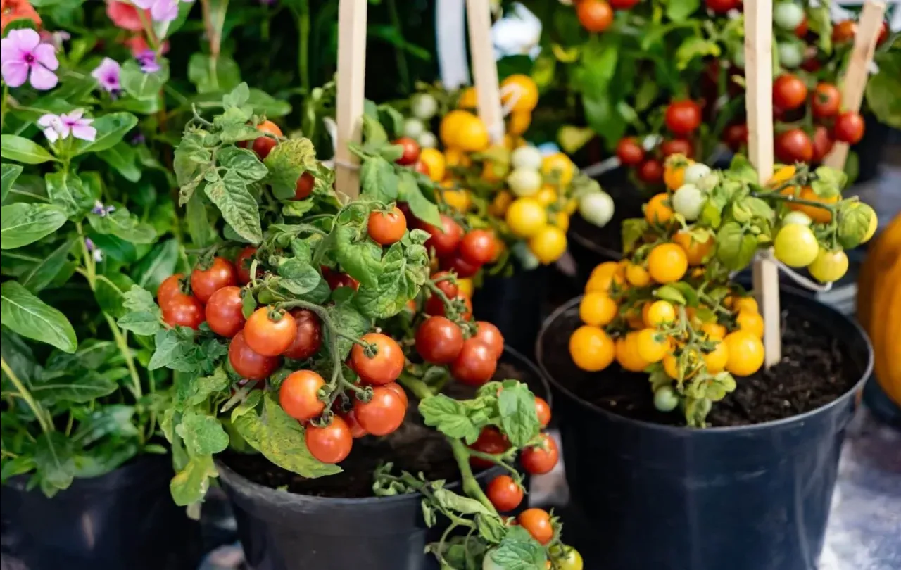 Come coltivare i pomodori in vaso: ecco il segreto per un raccolto abbondante