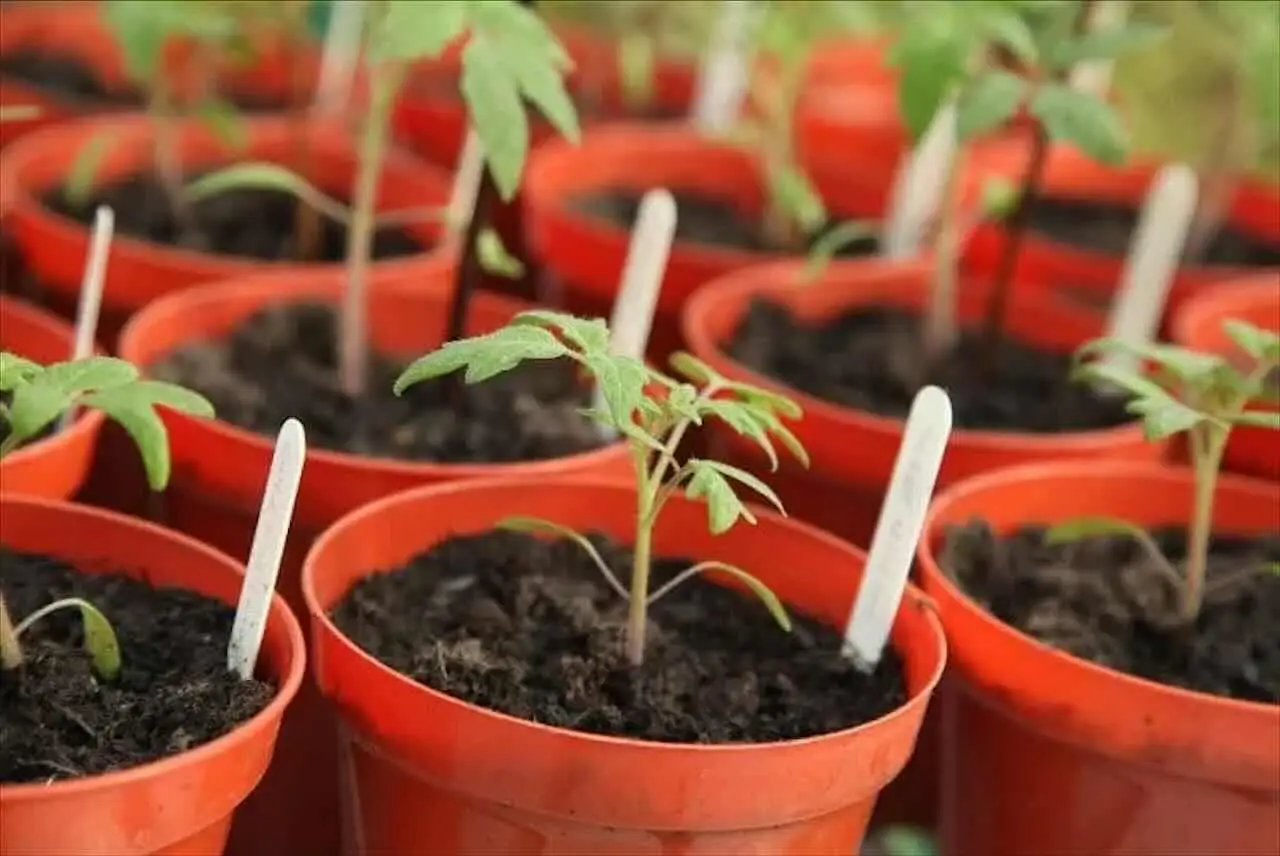 Come coltivare i pomodori in vaso: ecco il segreto per un raccolto abbondante Immagine selezionata