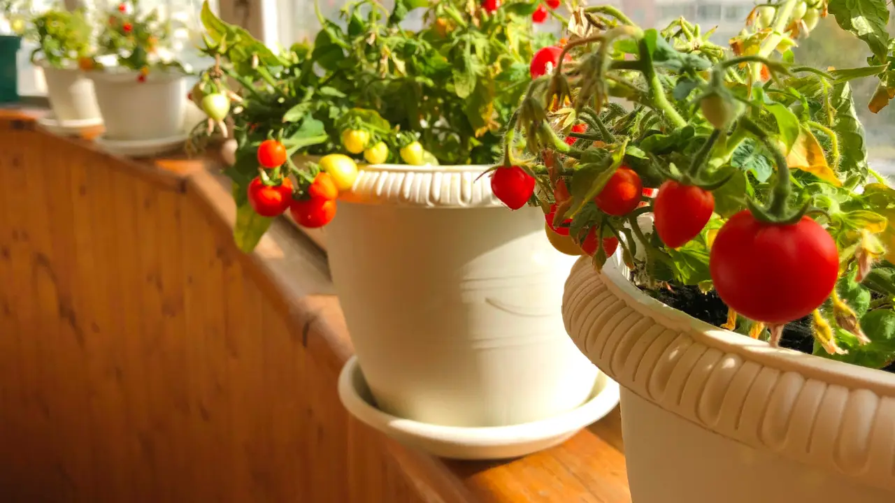 Come coltivare i pomodori in vaso: ecco il segreto per un raccolto abbondante Immagine selezionata