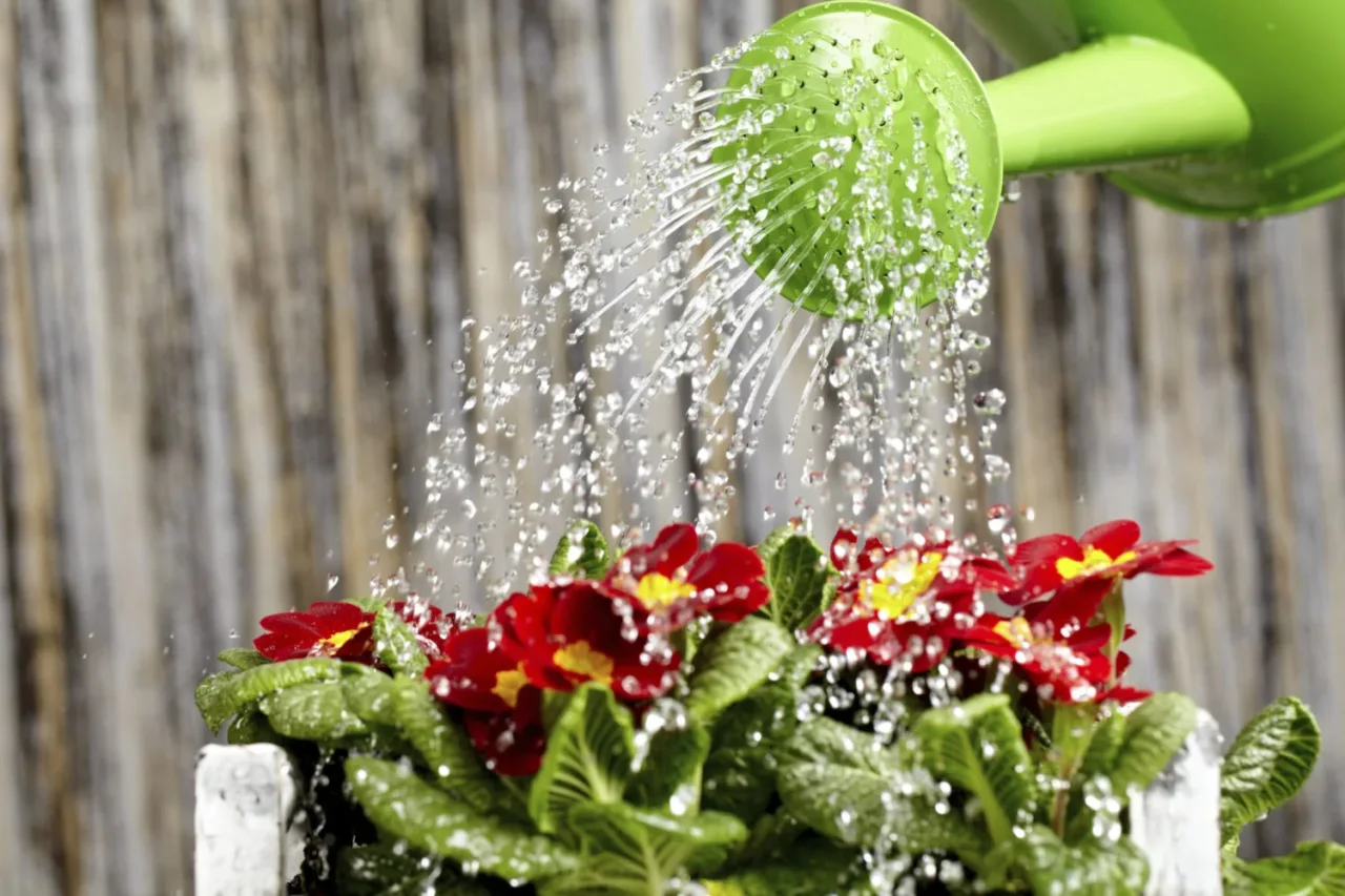 Non lasciare i vasi pieni d’acqua: ecco rischi gravi per le radici Immagine selezionata