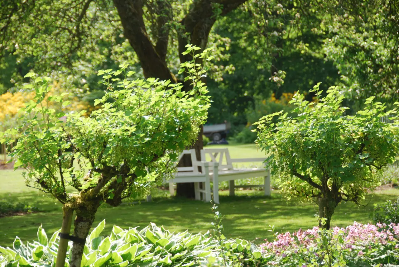 Idee facili per trasformare il giardino in uno spazio più accogliente Immagine selezionata