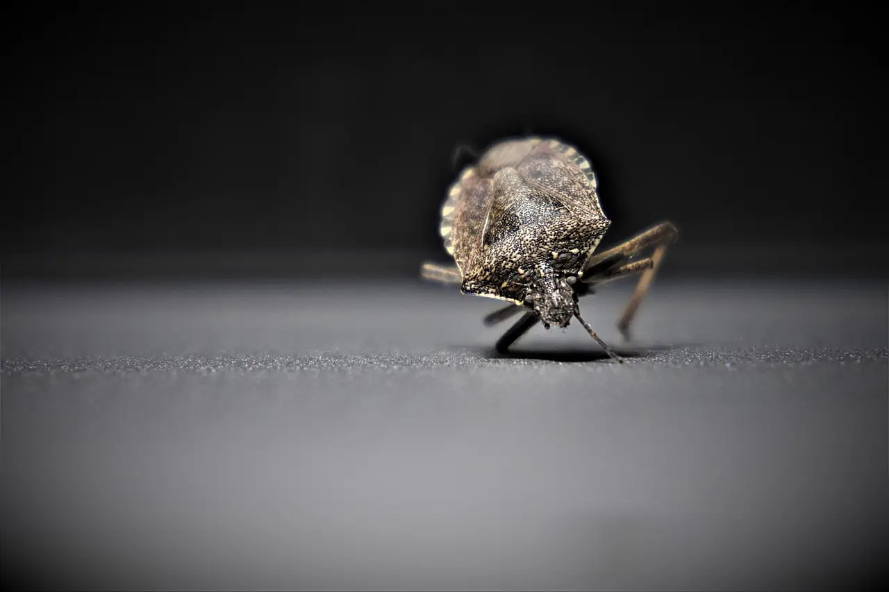 Farina fossile: il metodo naturale per difendersi dagli insetti dannosi Immagine selezionata
