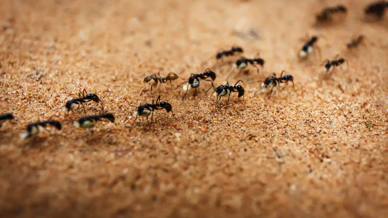 Farina fossile: il metodo naturale per difendersi dagli insetti dannosi Immagine selezionata
