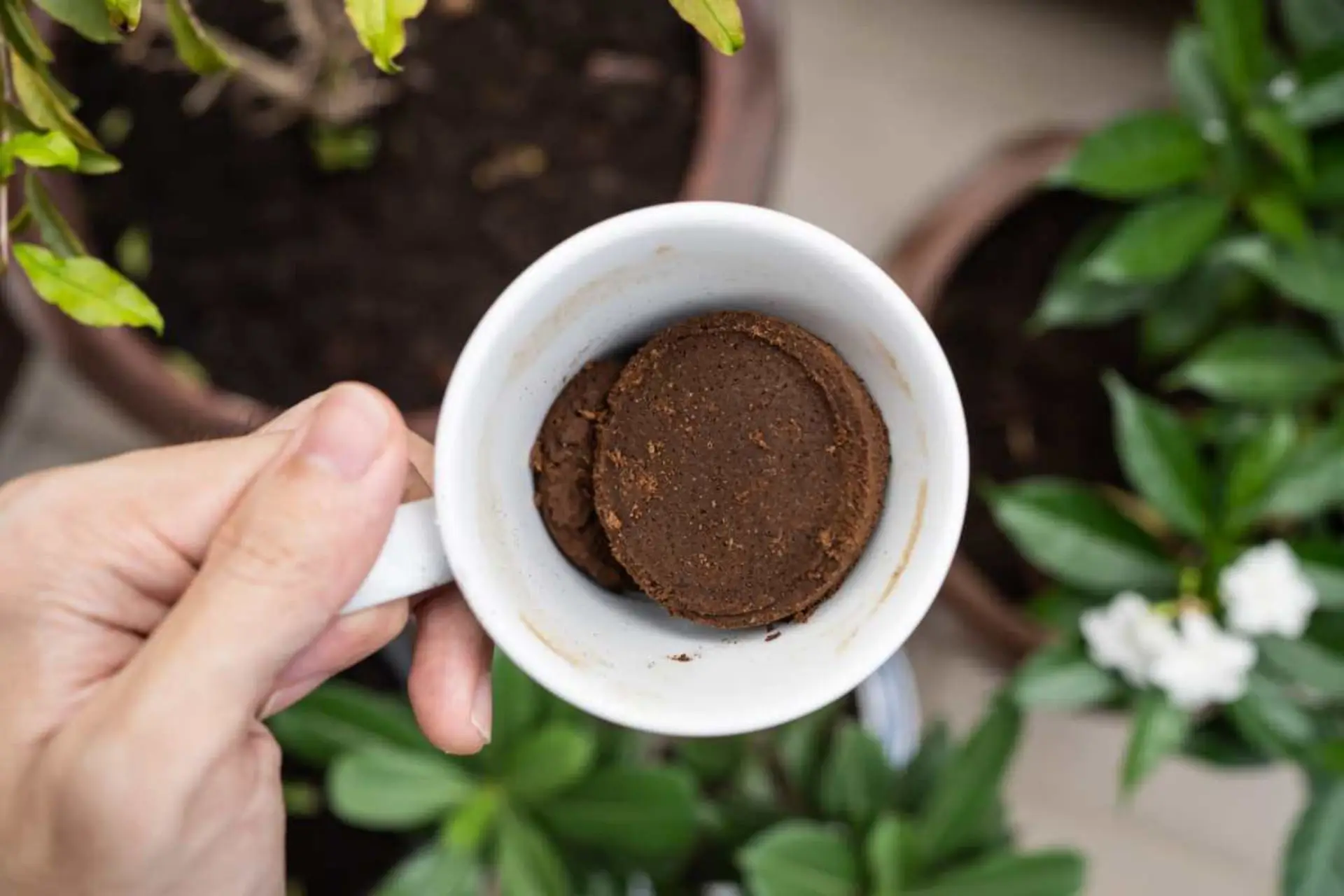 Come usare i fondi di caffè nell’orto: ecco i benefici e limiti Immagine selezionata