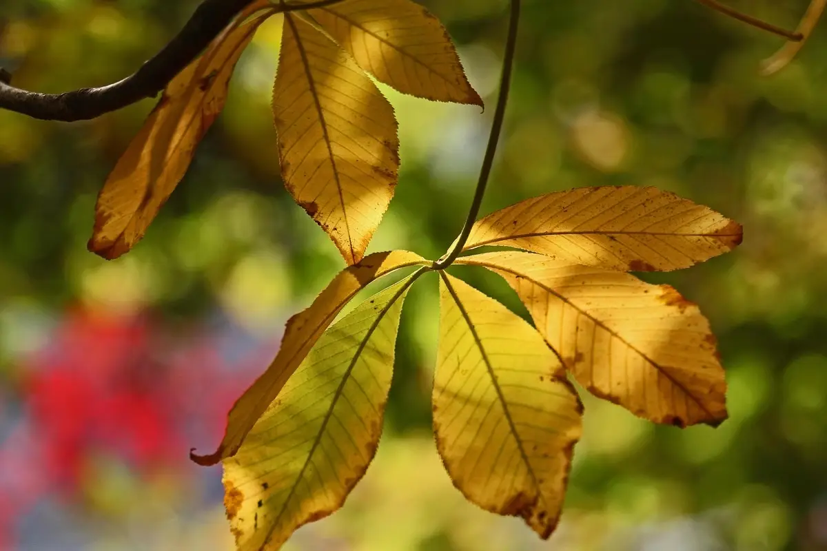 Perché la pianta perde le foglie le cause più frequenti da sapere