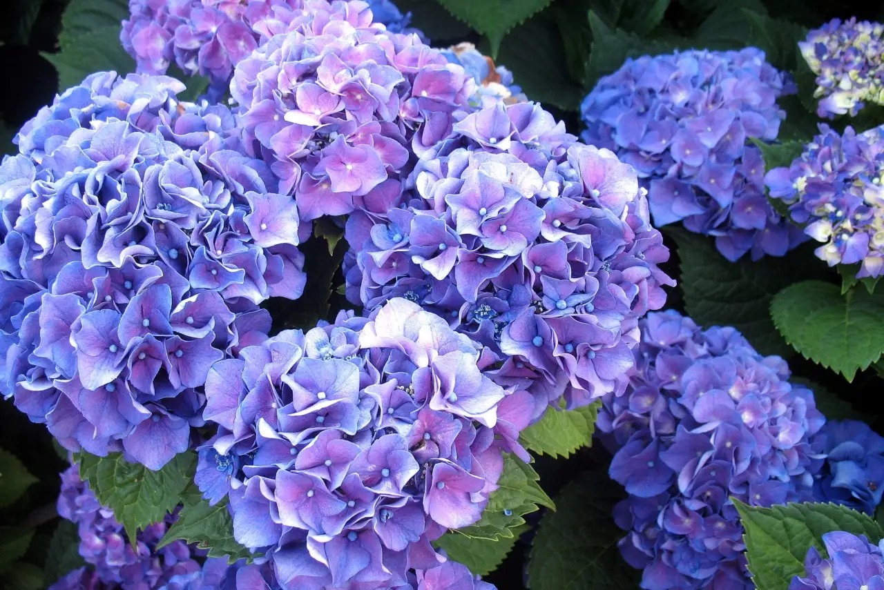 Ortensie da sogno i consigli degli esperti per fioriture spettacolari che attirano l’ammirazione di tutti Immagine selezionata