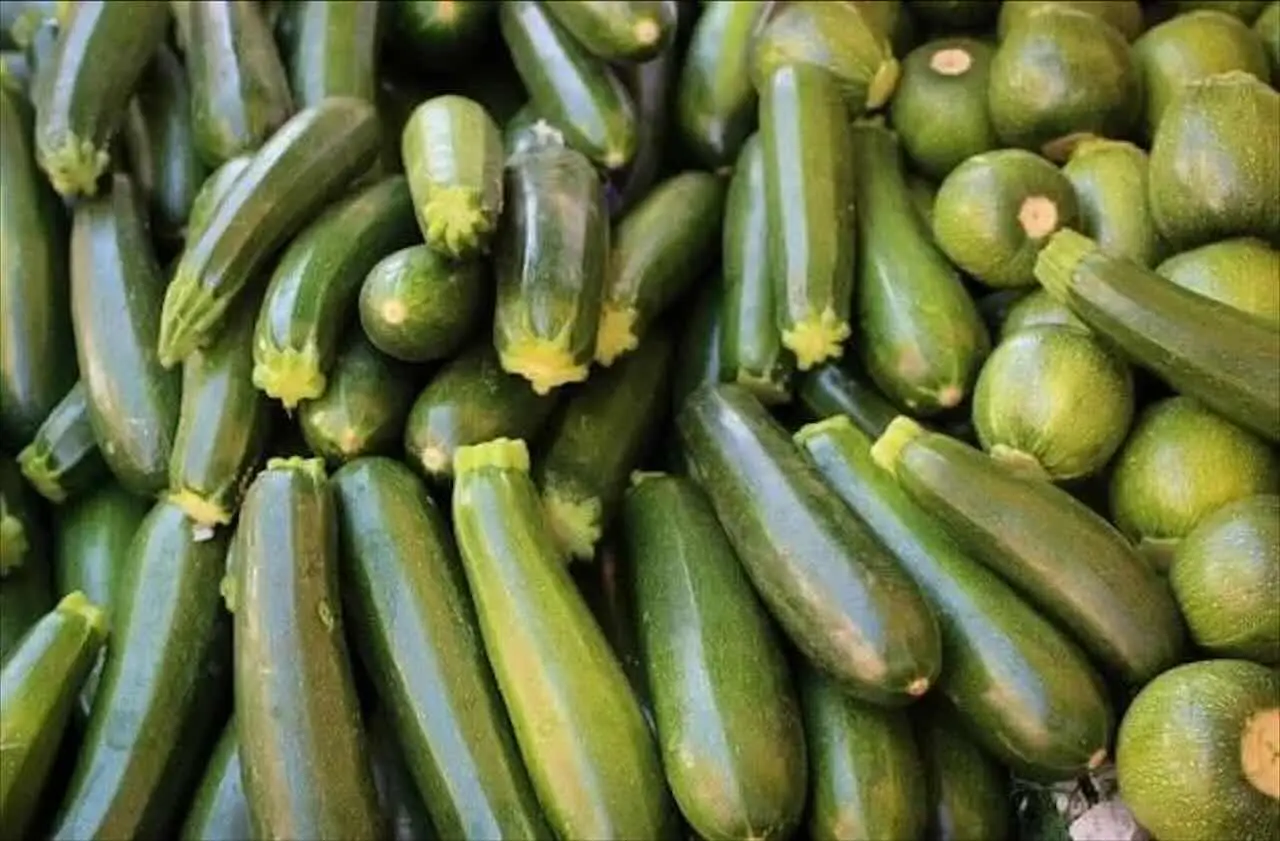 Quattro consigli per ottenere un raccolto abbondante di zucchine