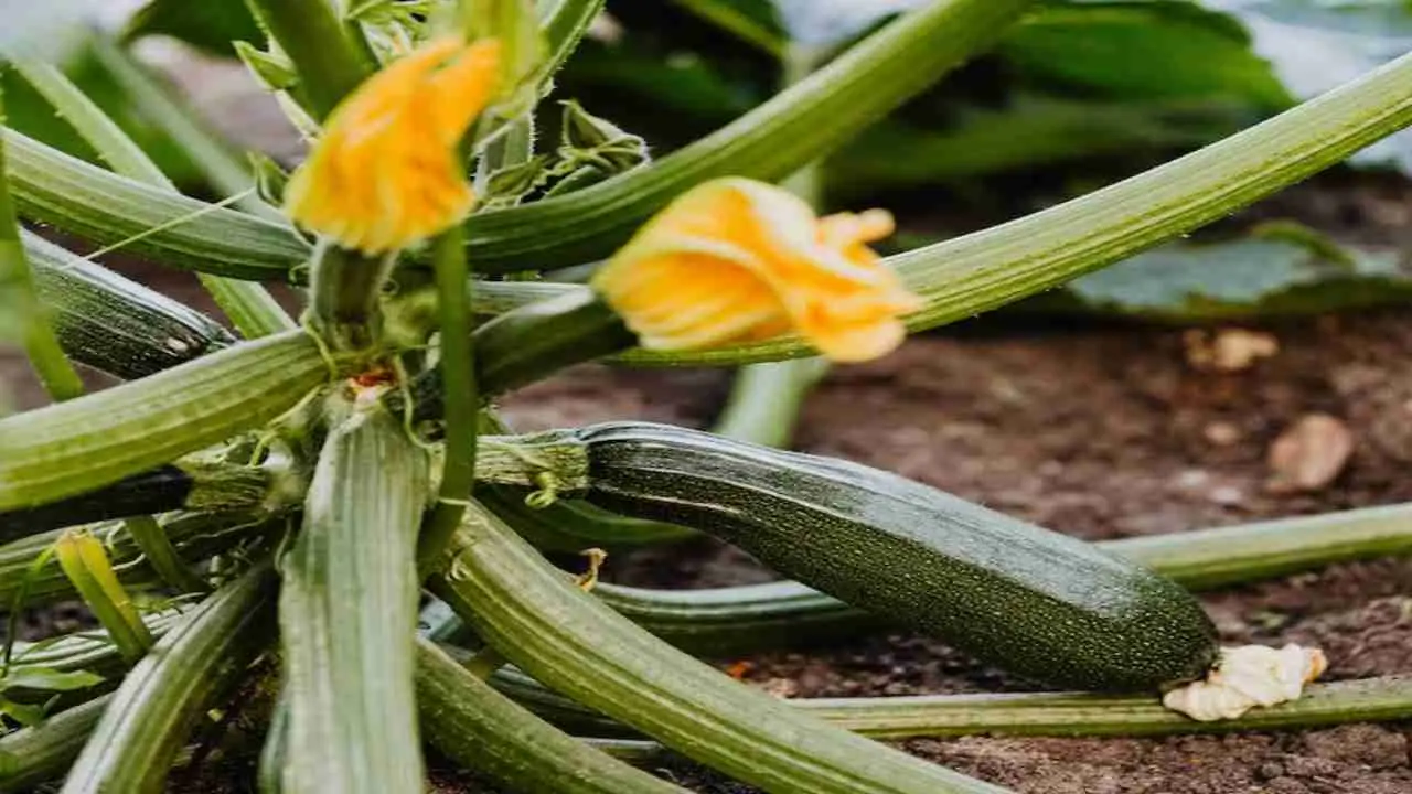 Quattro consigli per ottenere un raccolto abbondante di zucchine Immagine selezionata