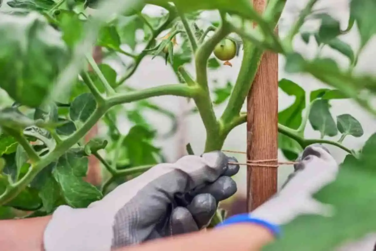 Guida alla corretta coltivazione dei pomodori: quali distanze mantenere tra le piantine Immagine selezionata