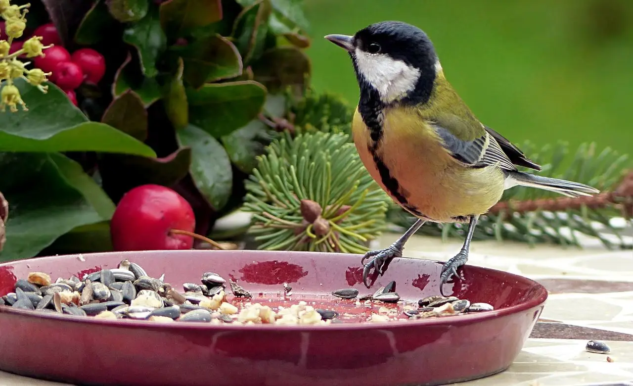 Come attirare più uccellini in giardino il metodo naturale che ancora pochi conoscono