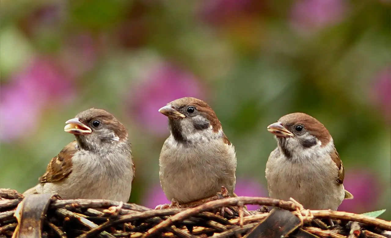 Come attirare più uccellini in giardino il metodo naturale che ancora pochi conoscono Immagine selezionata