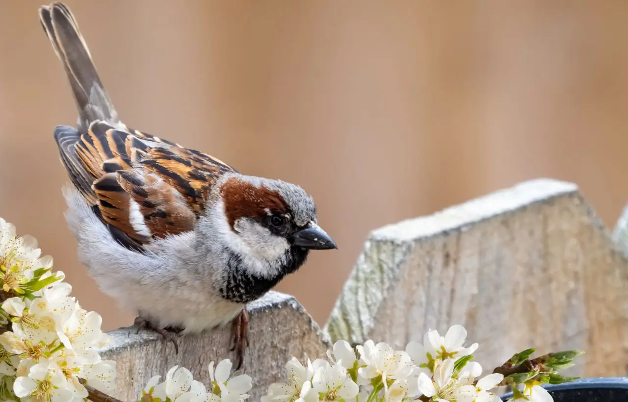 Come attirare più uccellini in giardino il metodo naturale che ancora pochi conoscono Immagine selezionata