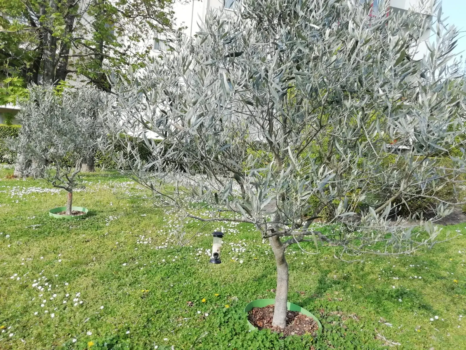 Come attirare più uccellini in giardino il metodo naturale che ancora pochi conoscono Immagine selezionata