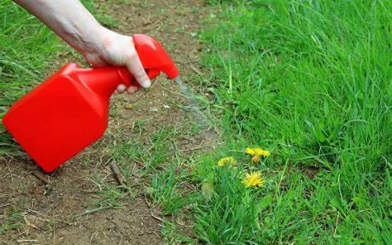 Erba infestante invade i giardini: i metodi più efficaci per liberarsene