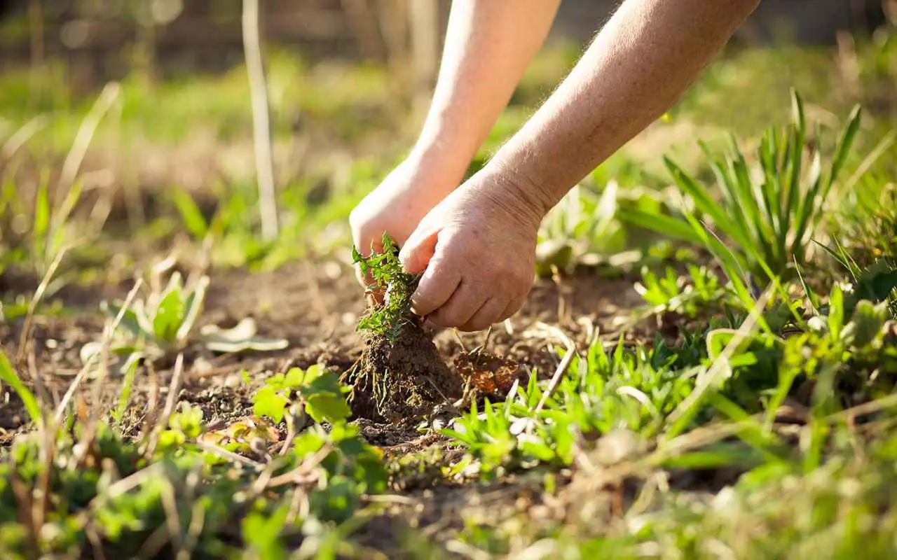 Erba infestante invade i giardini: i metodi più efficaci per liberarsene Immagine selezionata