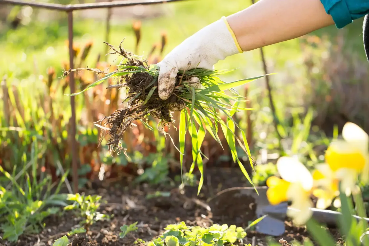 Erba infestante invade i giardini: i metodi più efficaci per liberarsene Immagine selezionata