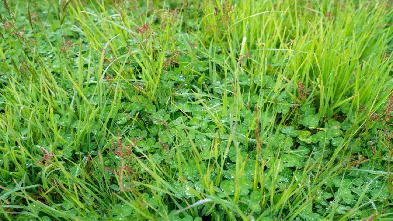 Erba infestante invade i giardini: i metodi più efficaci per liberarsene Immagine selezionata