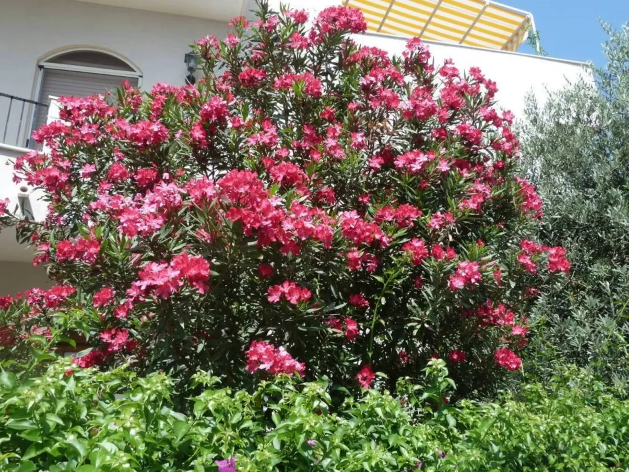 Quanto conosci i pericoli dell’oleandro nel tuo giardino