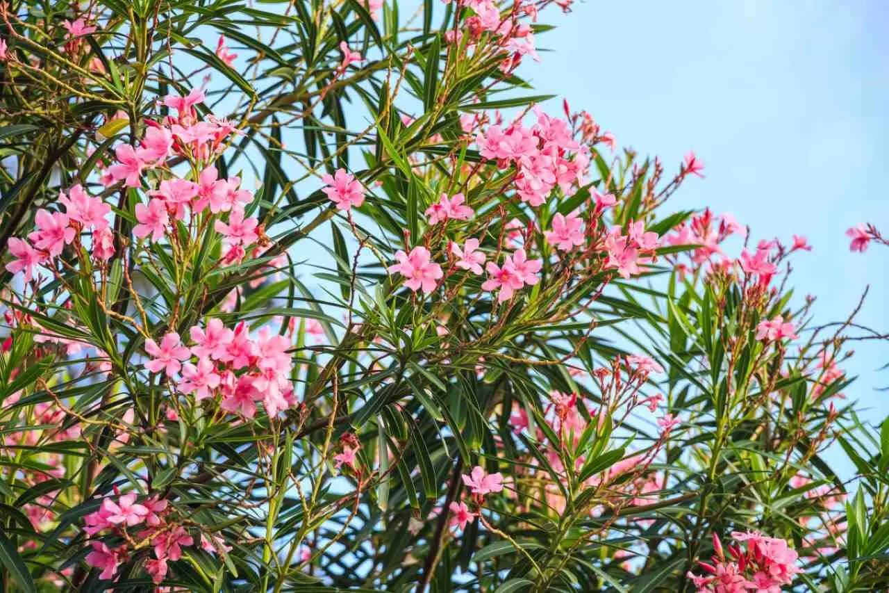 Quanto conosci i pericoli dell’oleandro nel tuo giardino Quanto conosci i pericoli dell’oleandro nel tuo giardino