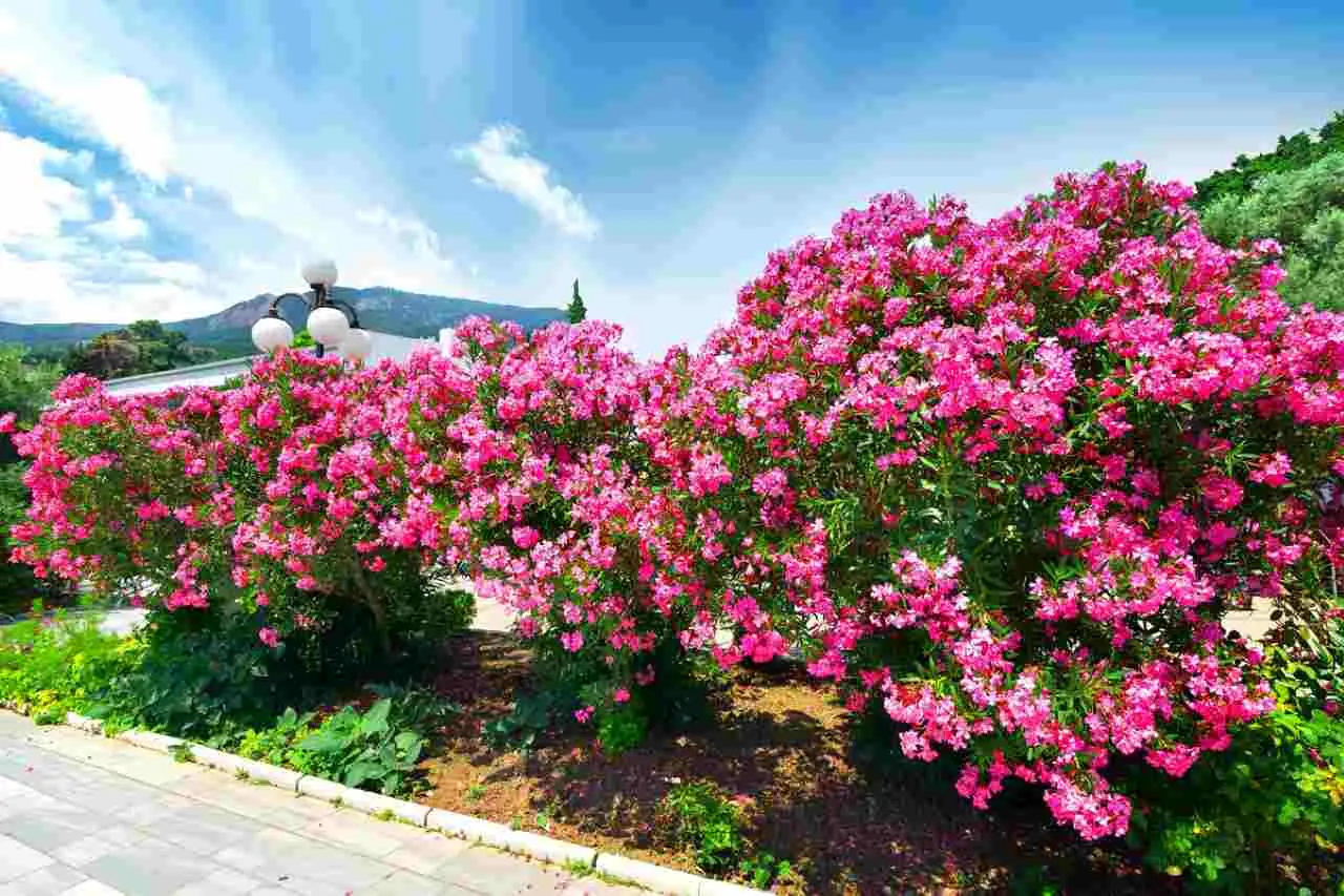 Quanto conosci i pericoli dell’oleandro nel tuo giardino Quanto conosci i pericoli dell’oleandro nel tuo giardino