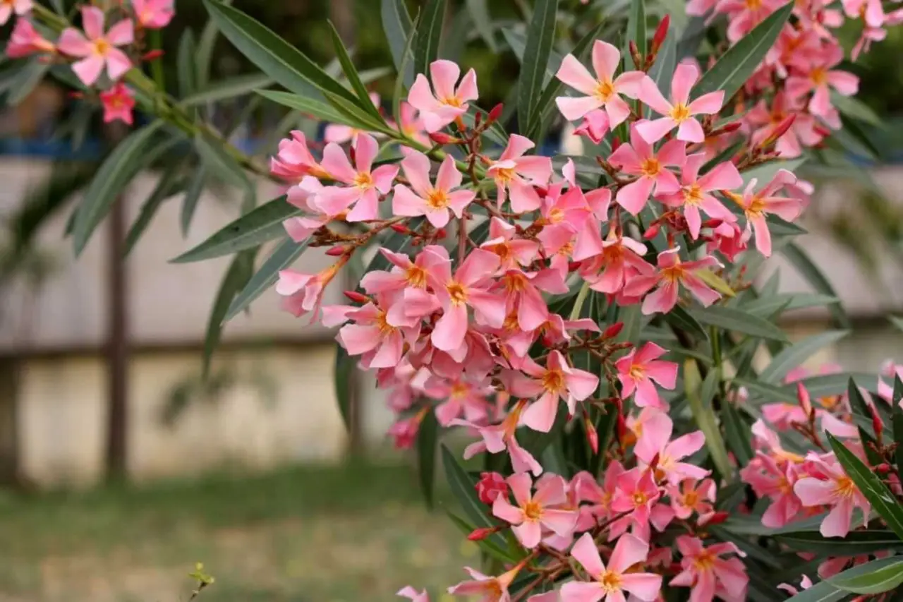 Quanto conosci i pericoli dell’oleandro nel tuo giardino Quanto conosci i pericoli dell’oleandro nel tuo giardino