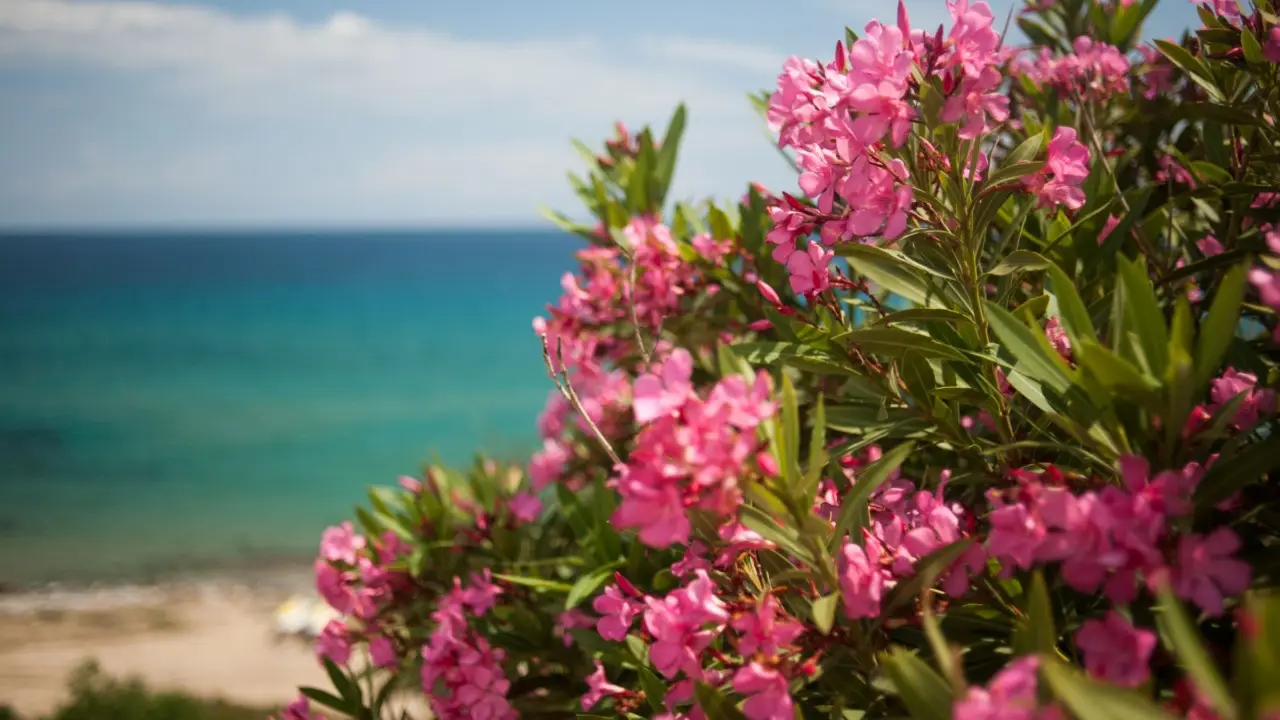 Quanto conosci i pericoli dell’oleandro nel tuo giardino Quanto conosci i pericoli dell’oleandro nel tuo giardino