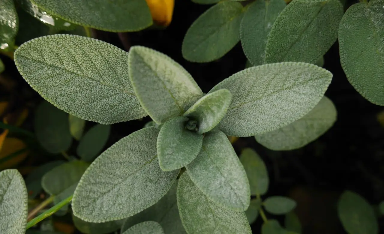 Guida alla coltivazione delle erbe aromatiche direttamente in cucina Guida alla coltivazione delle erbe aromatiche direttamente in cucina