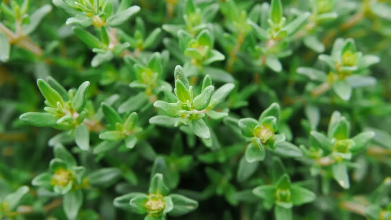 Guida alla coltivazione delle erbe aromatiche direttamente in cucina Guida alla coltivazione delle erbe aromatiche direttamente in cucina