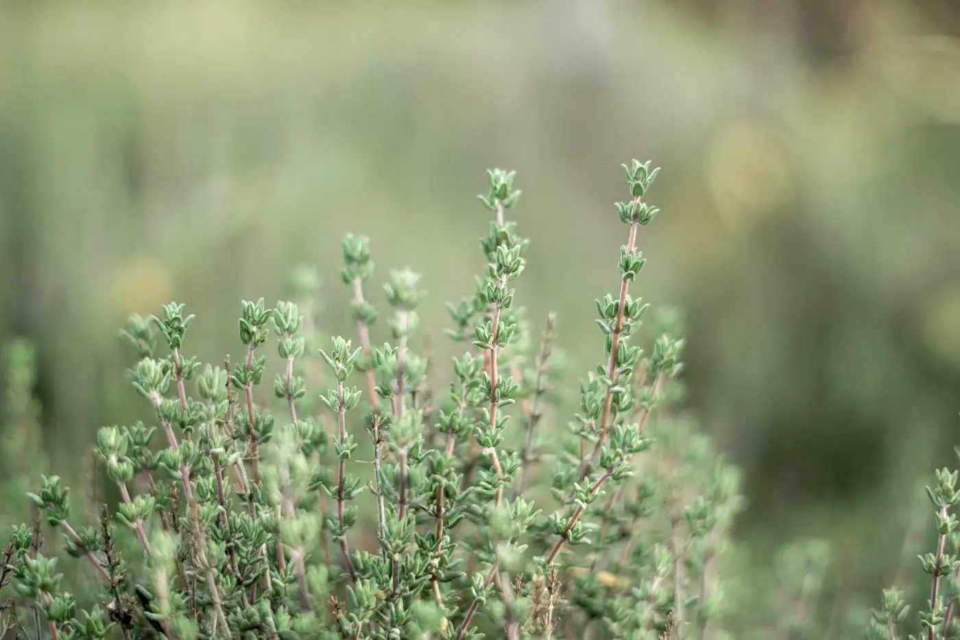 Guida alla coltivazione delle erbe aromatiche direttamente in cucina Guida alla coltivazione delle erbe aromatiche direttamente in cucina