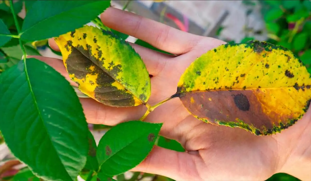 Macchie sulle foglie: ecco quando è necessario intervenire immediatamente