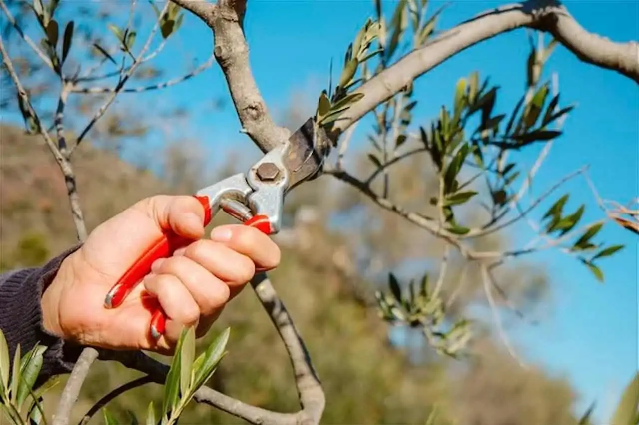 Attenzione alla potatura estiva: ecco le piante da evitare in questo periodo Attenzione alla potatura estiva: ecco le piante da evitare in questo periodo
