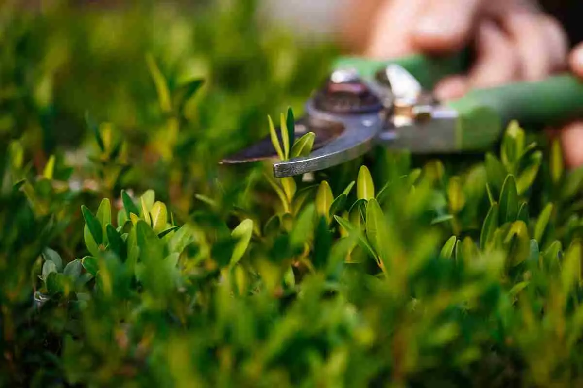 Attenzione alla potatura estiva: ecco le piante da evitare in questo periodo Attenzione alla potatura estiva: ecco le piante da evitare in questo periodo